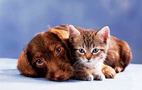 โรคไตวายในสุนัขและแมว