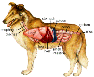 แผนผังแสดงอวัยวะของสุนัข