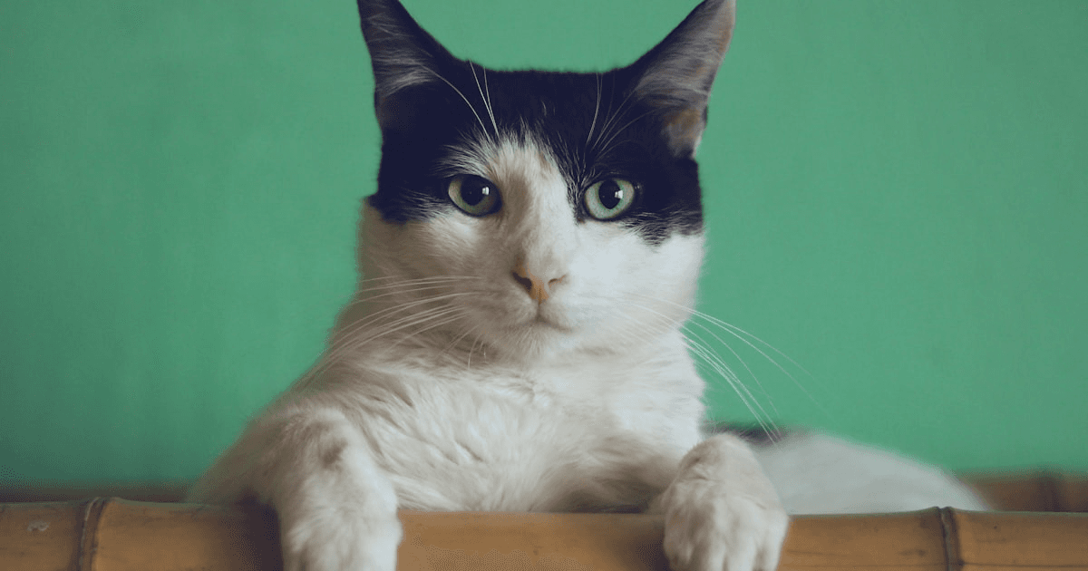 Indoor tabby cat sitting beside a ceramic food bowl