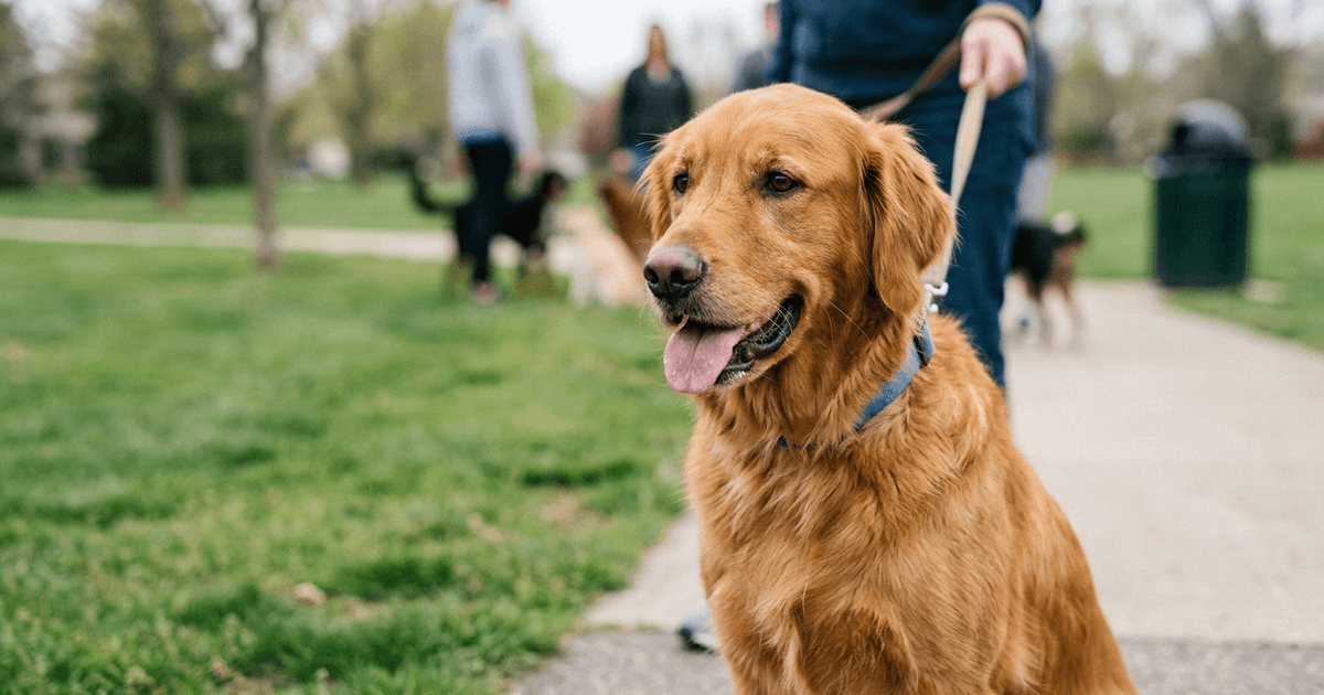 Why Do Dogs Pant So Much in Mild Weather, and What Can It Signal About Routine or Stress?