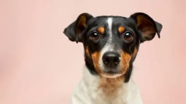 Puppy portrait