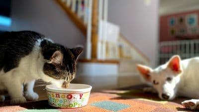 what-happens-if-a-cat-eats-dog-food-now-and-then