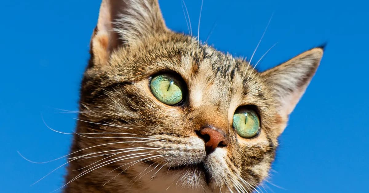 Cat face portrait