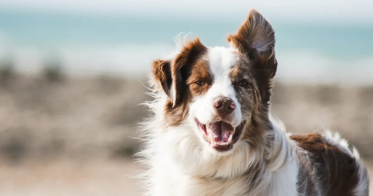 Happy dog outdoors