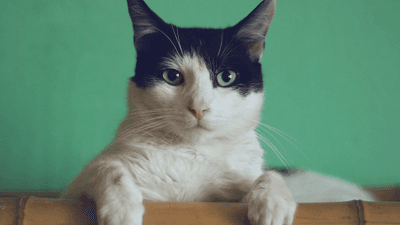 Indoor tabby cat sitting beside a ceramic food bowl