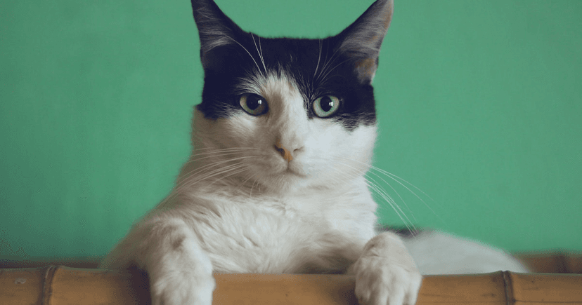 Indoor tabby cat sitting beside a ceramic food bowl