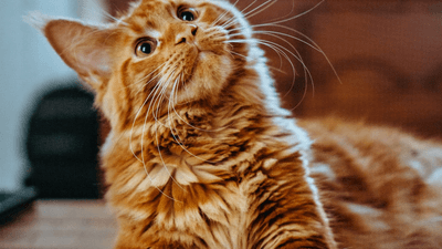 Indoor cat walking across a clean apartment floor near a litter area