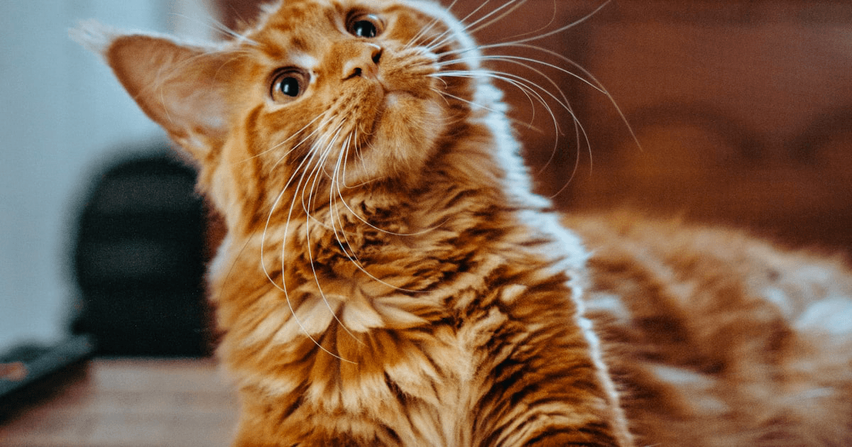 Indoor cat walking across a clean apartment floor near a litter area