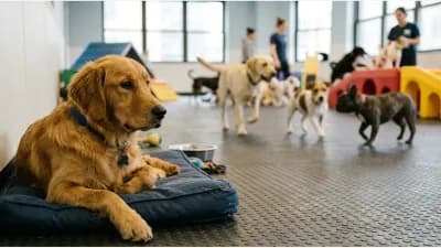Can Dogs Get Sick From Daycare? What Owners Should Know