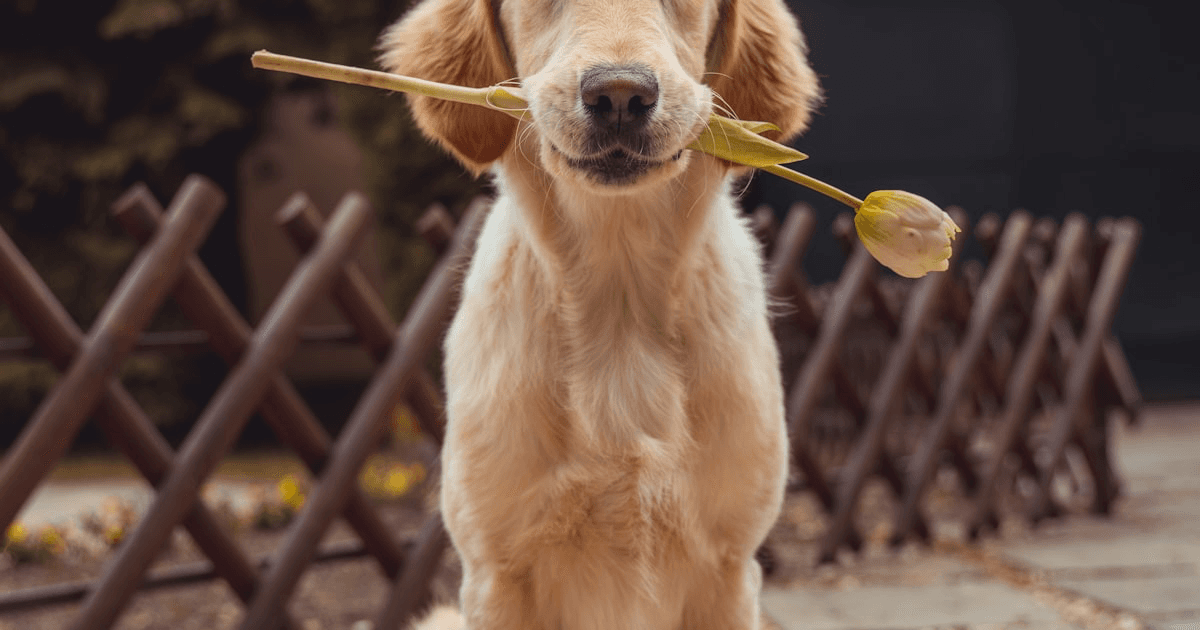 Yellow Labrador Retriever standing outdoors on grass