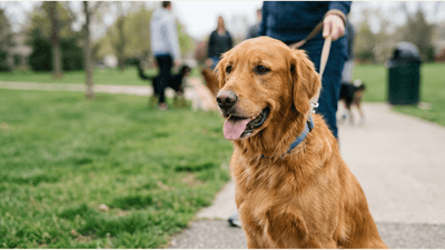 Why Do Dogs Pant So Much in Mild Weather, and What Can It Signal About Routine or Stress?