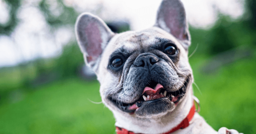 Fawn French Bulldog outdoors looking at the camera
