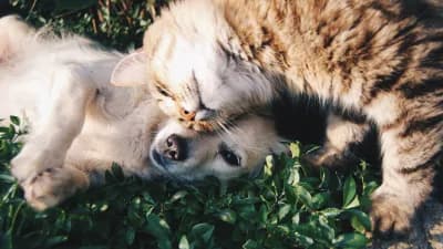 Dog and cat together