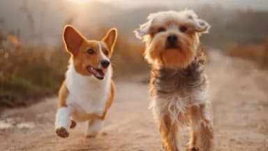 Dogs running outdoors