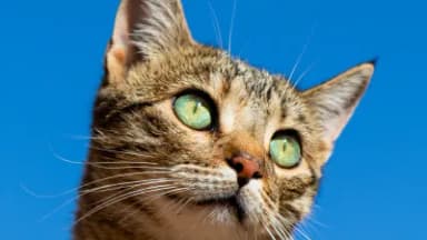 Cat face portrait