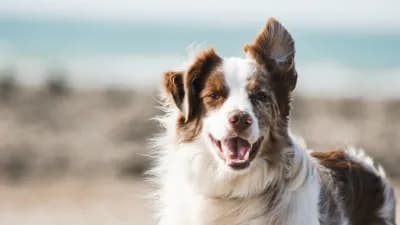 Happy dog outdoors