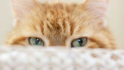 why-is-my-cat-sneezing-harmless-irritation-or-a-sign-to-watch-closely-