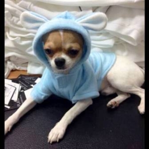 มิคกี้ ในชุดเสื้อสุนัข ชุดกระต่าย สีฟ้า