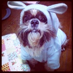 น้องซูชิ ในชุดเสื้อสุนัข ชุดกระต่าย สีฟ้า
