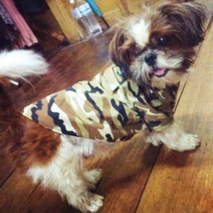 น้องซูชิในเสื้อสุนัข เชิ๊ตทหาร สีน้ำตาล