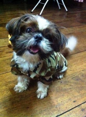 น้องซูชิ เสื้อสุนัข เชิ๊ตทหาร สีน้ำตาล
