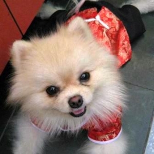 review เสื้อสุนัข ชุดจีน สีแดง