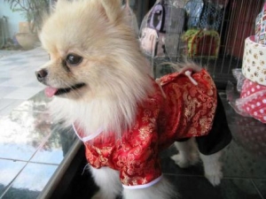 reviews เสื้อสุนัข ชุดจีน สีแดง