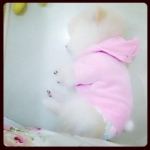 น้องลาเต้ในชุดเสื้อสุนัข ชุดกระต่าย สีชมพู