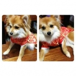 รีวิวจากลูกค้า เสื้อสุนัข ชุดจีน สีแดง