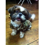 น้องซูชิ เสื้อสุนัข เชิ๊ตทหาร สีน้ำตาล