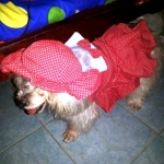 น้องแมมมี่ เสื้อสุนัข เดรสสายคล้อง กระโปรงลายจุด สีแดง หมวกสุนัข ทรงหมวกตุ๊กตา