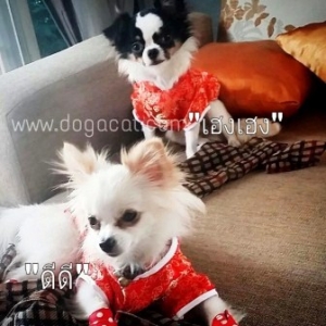 น้องดีดีกับน้องเฮงเฮง เสื้อสุนัข เสื้อหมา เสื้อน้องหมา เสื้อผ้าหมา เสื้อแมว เสื้อผ้าสุนัข ชุดจีน สีแดง