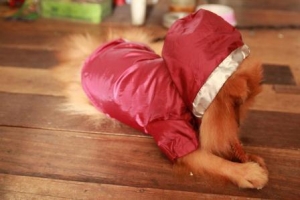 น้องบราวนี่กับเสื้อสุนัข เสื้อหมา เสื้อน้องหมา เสื้อผ้าหมา เสื้อแมว เสื้อผ้าสุนัข กันฝน สีแดง