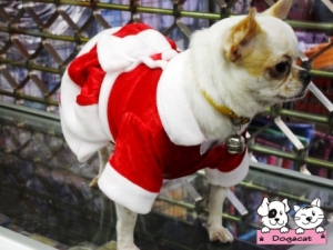น้องพอใจในชุดเสื้อสุนัข ซานต้าครอสหญิง