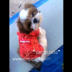 น้องฟุ้งฟริ้งกับเสื้อสุนัข เสื้อหมา เสื้อน้องหมา เสื้อผ้าหมา เสื้อแมว เสื้อผ้าสุนัข ชุดจีน สีแดง